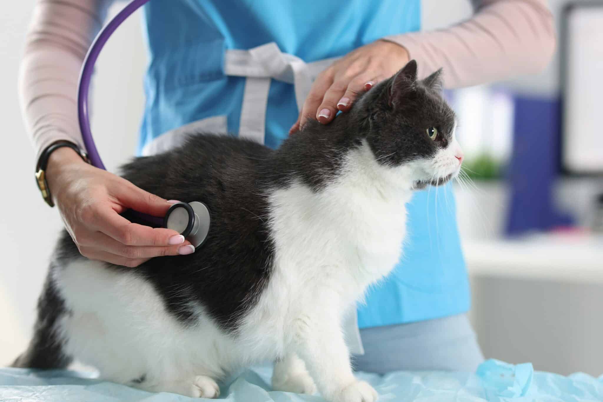 Cat in a Vet Clinic